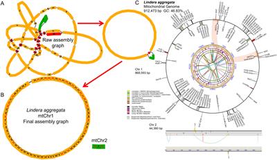 The assembly and comparative analysis of the first complete mitogenome of Lindera aggregata